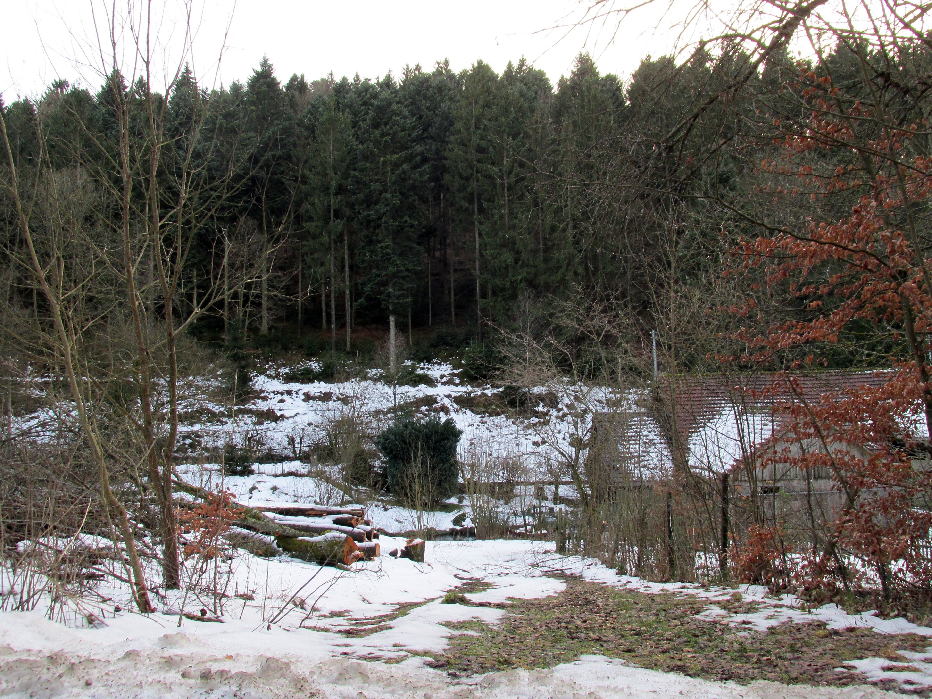 A snowy forest with a small pond and a building in the background.