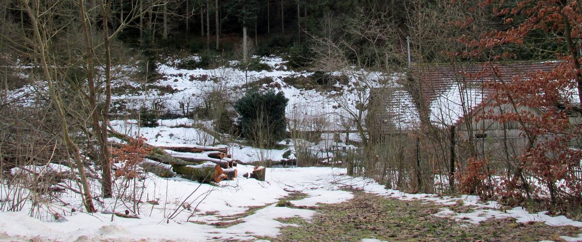 A snowy forest with a small pond and a building in the background.