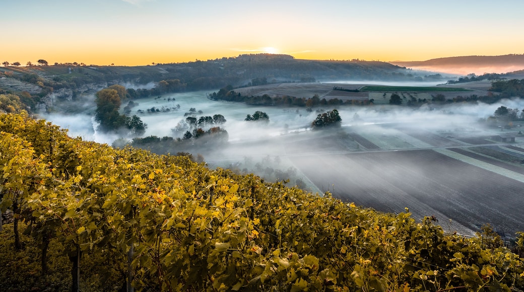 Viñedo con niebla sobre colinas ondulantes y un amanecer en el fondo.