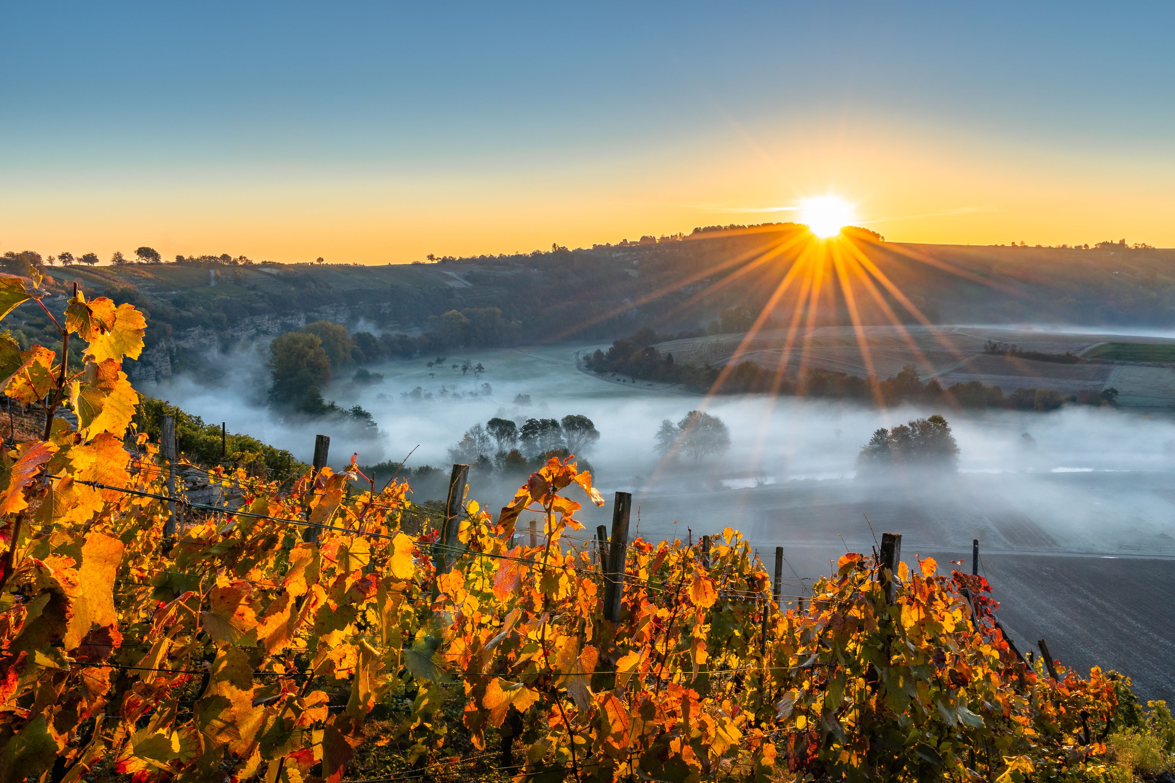 Viñedo con vides en tonos otoñales, neblina sobre los campos y un amanecer al fondo.