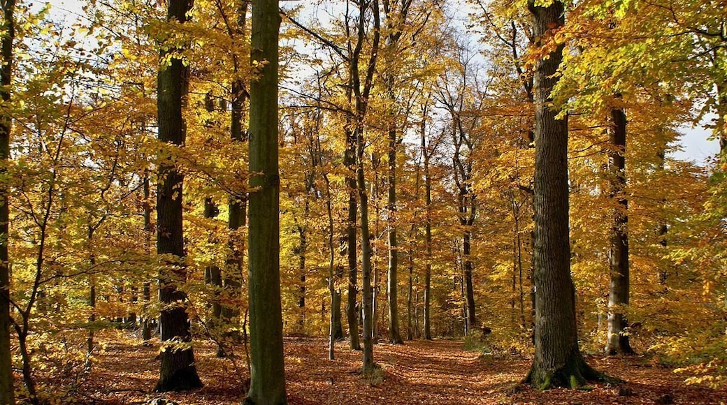 Ötisheim Herbstwald bei der Chartaque