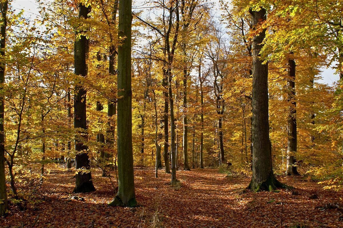 A forest with tall trees and a ground covered in fallen leaves.