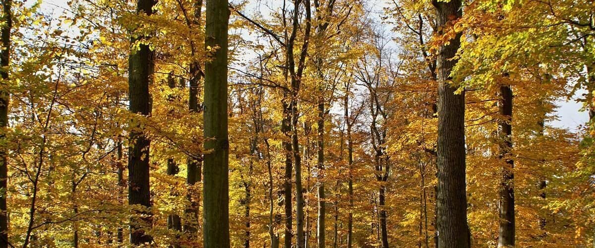 A forest with tall trees and a ground covered in fallen leaves.