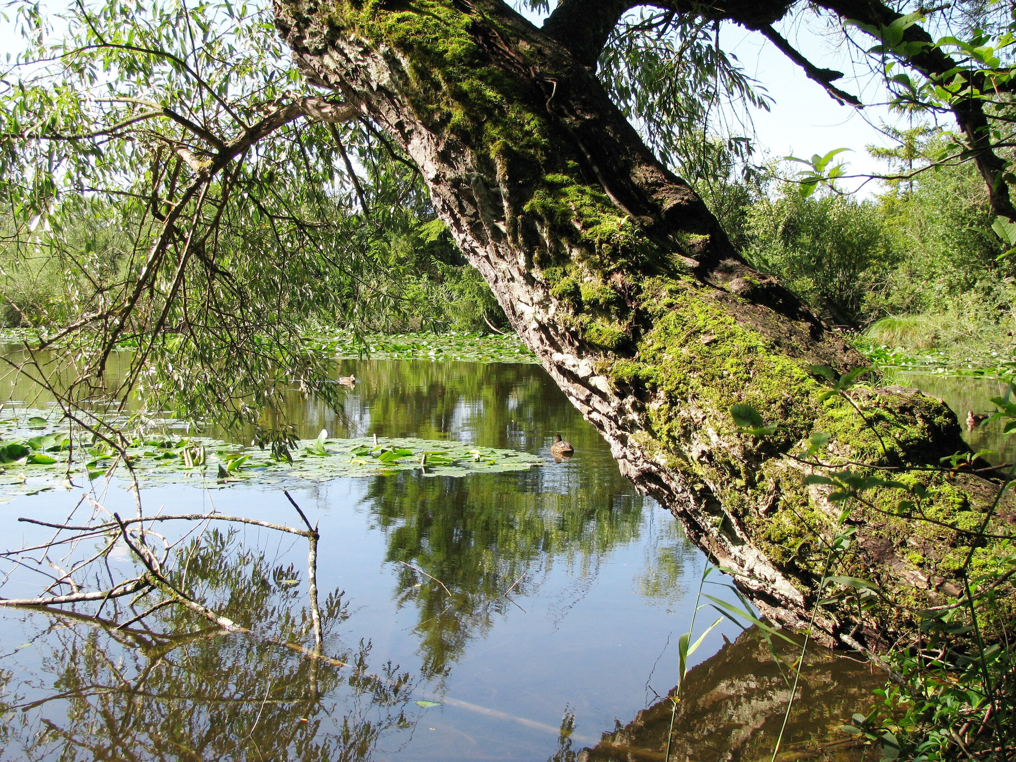 Weiher bei der Moosschwaige, Nordseite nach Südwesten.