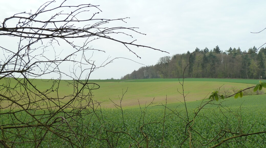 Wenigumstädter-Mömlinger Waldspitze