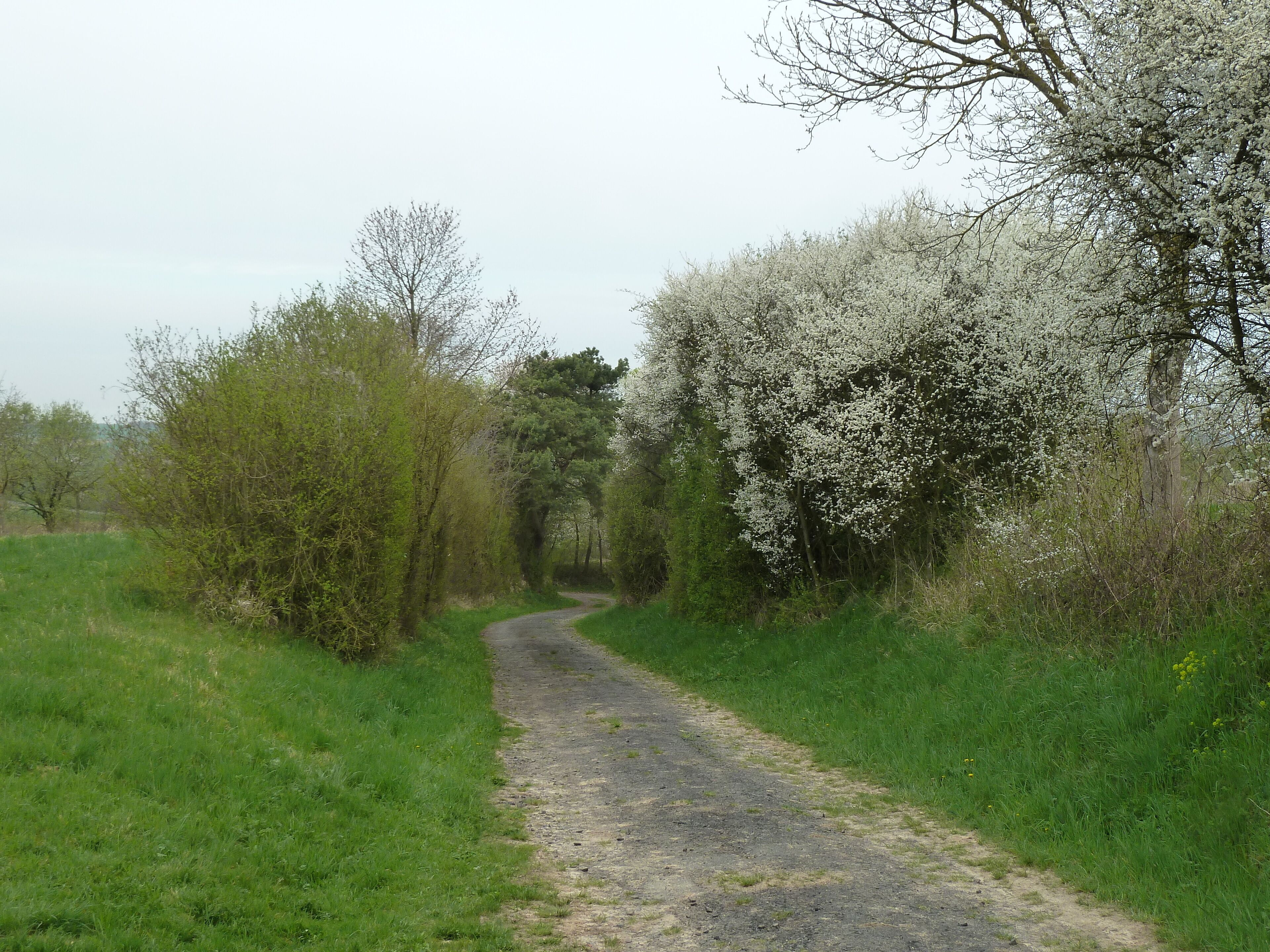 Gluckenstürze im Frühling 2013