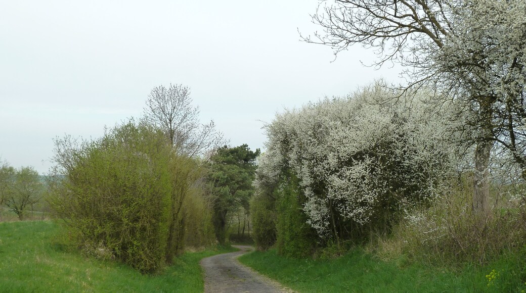 Gluckenstürze im Frühling 2013