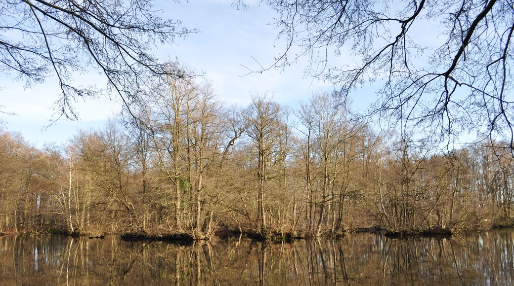 Inseln im Rodenbeker Teich in HAmburg-Bergstedt.