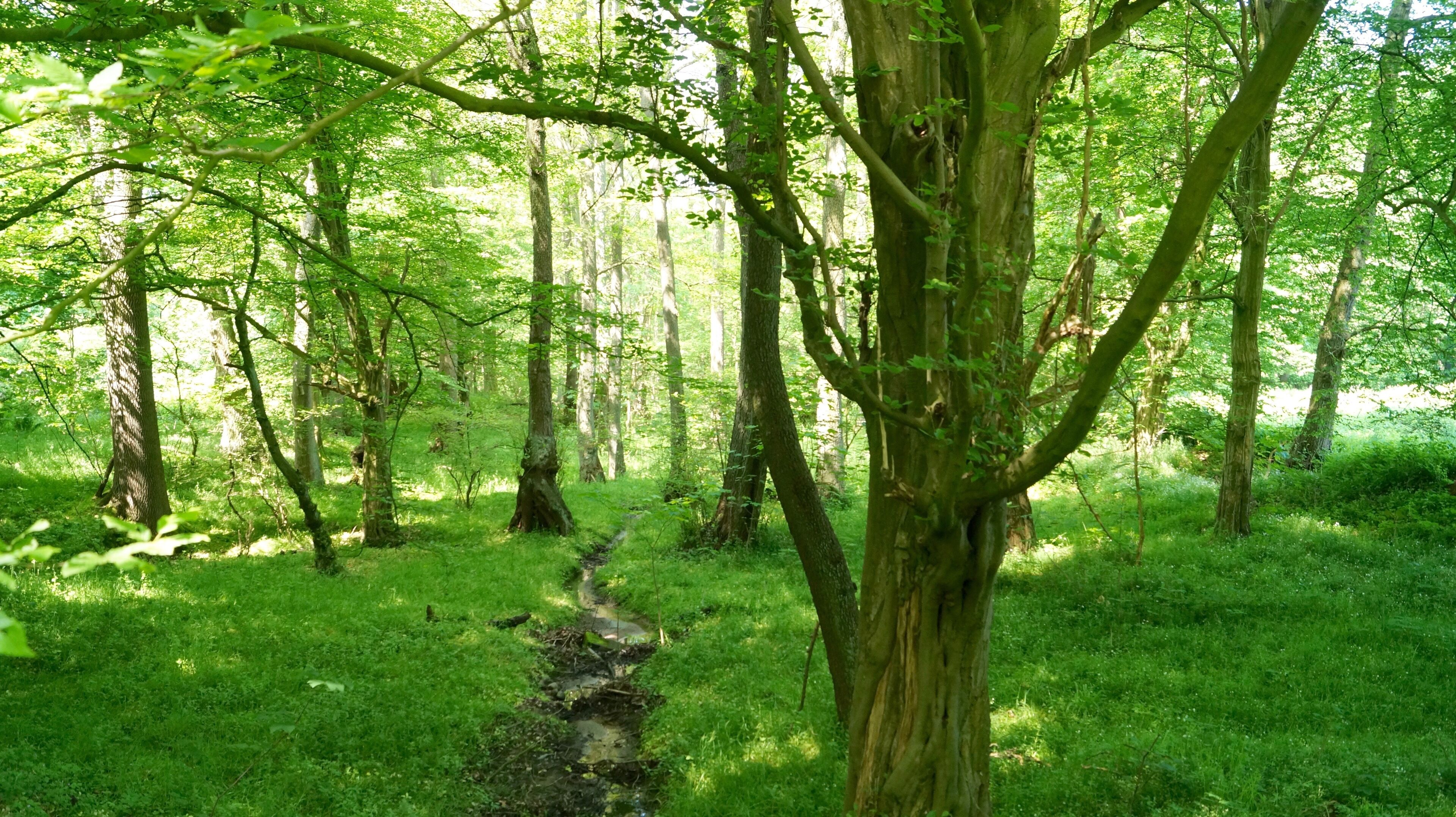 Rodenbeker Quellental