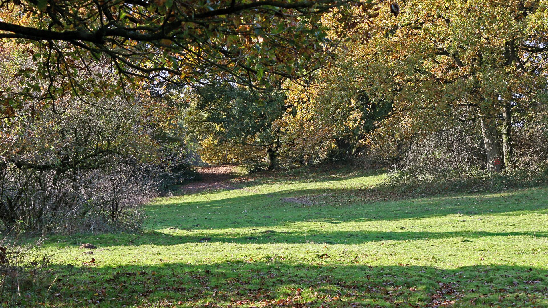 A grassy field with trees in autumn colors.