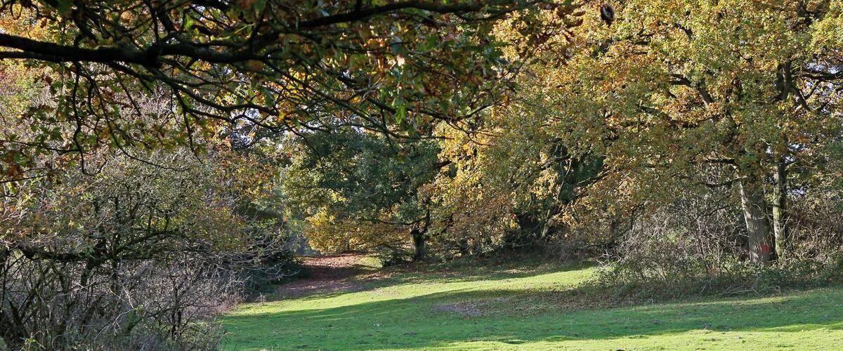 A grassy field with trees in autumn colors.