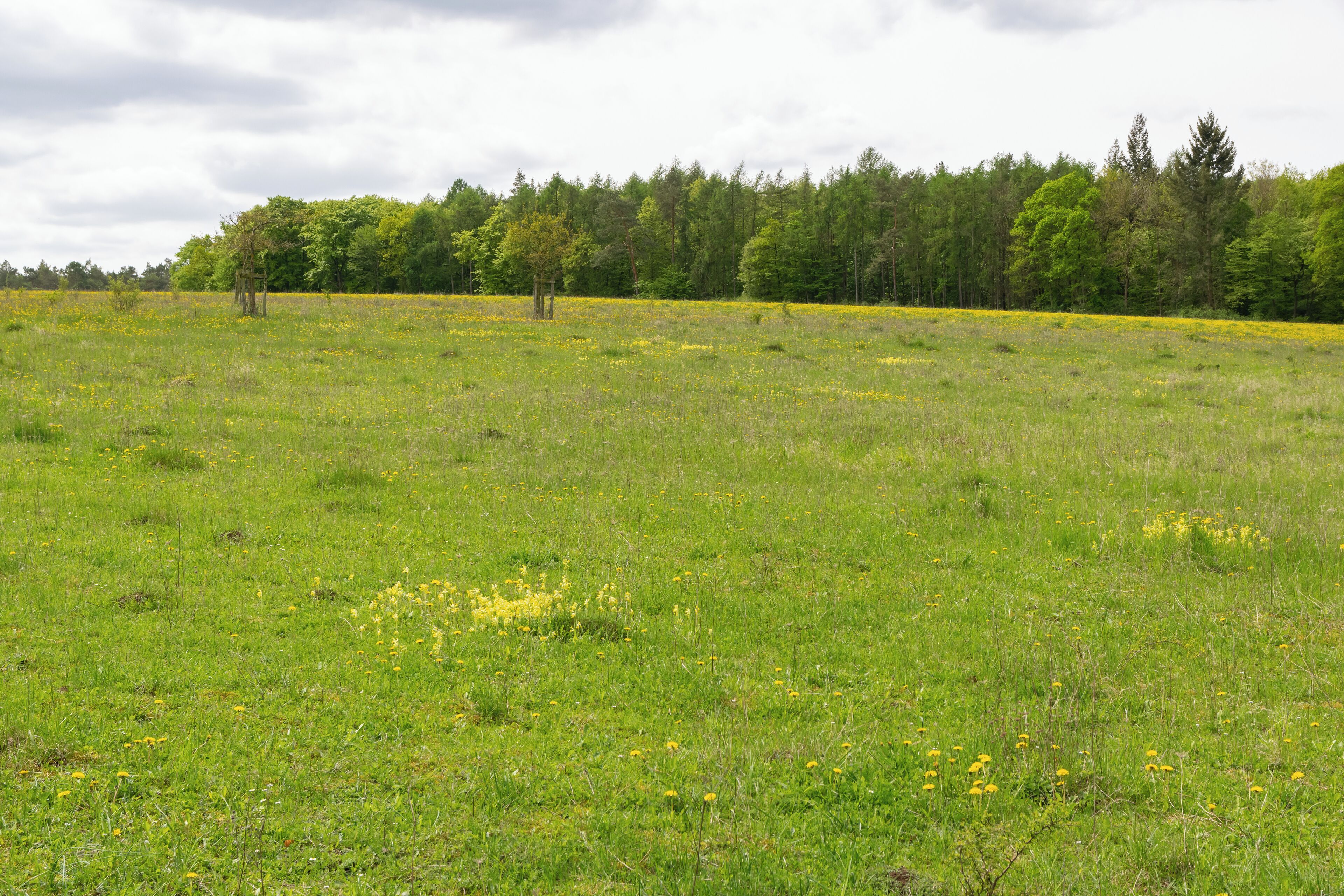 Naturschutzgebiet Iberg bei Welda in Warburg-Welda, Kreis Höxter