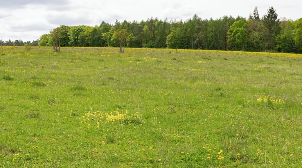 Naturschutzgebiet Iberg bei Welda in Warburg-Welda, Kreis Höxter
