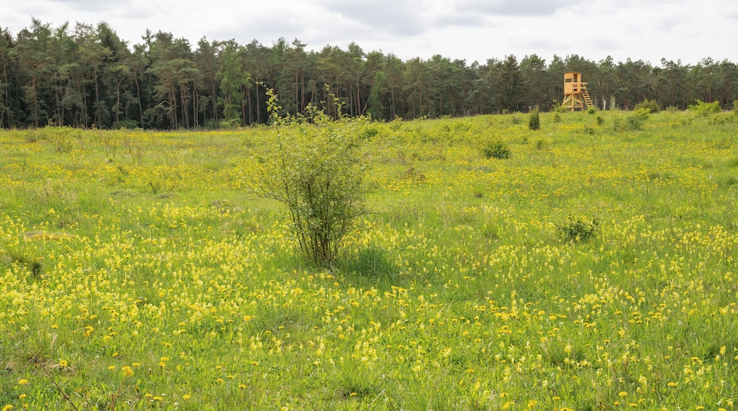 Naturschutzgebiet Iberg bei Welda in Warburg-Welda, Kreis Höxter
