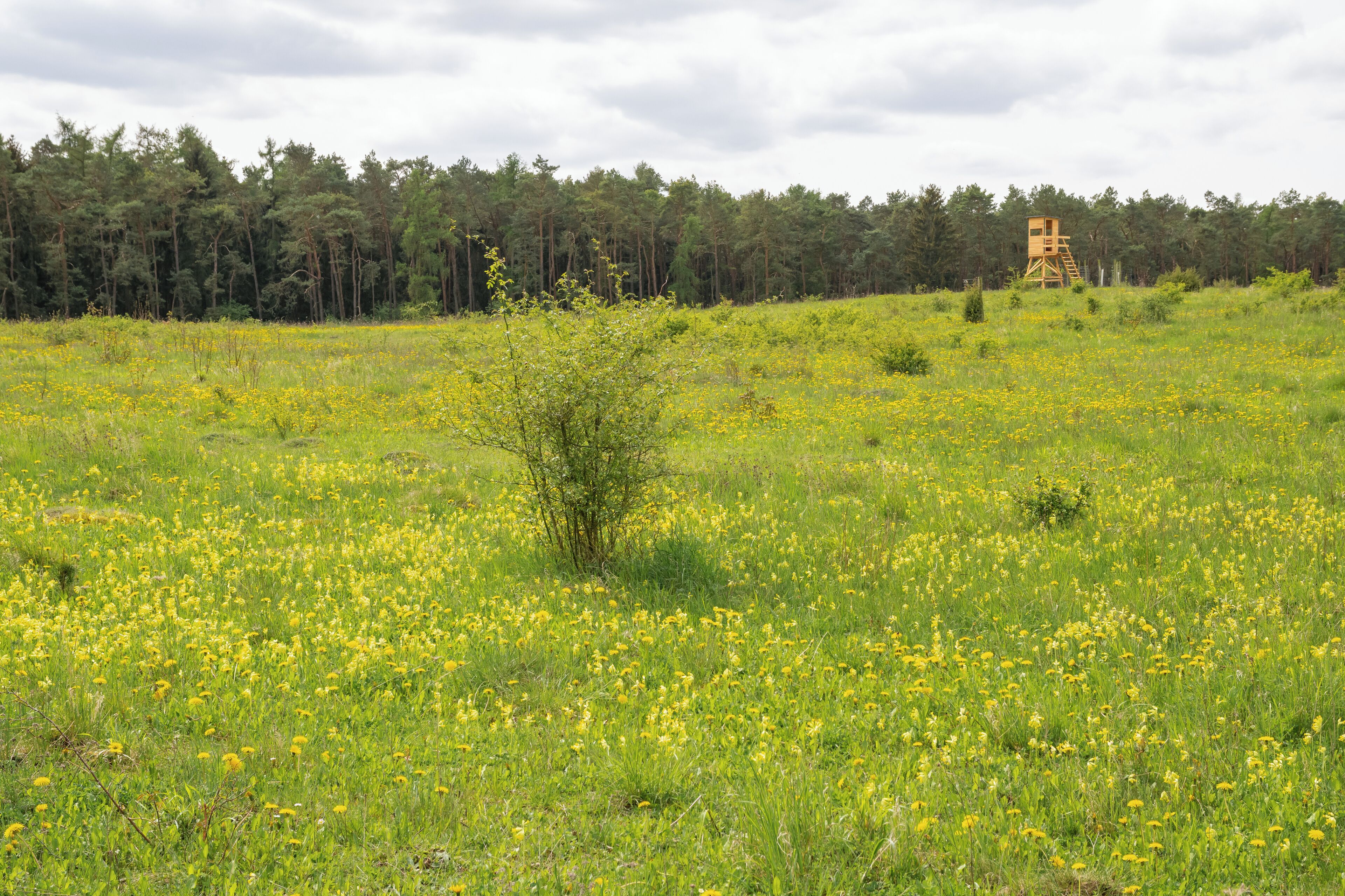 A field of yellow flowers with a forest in the background and a wooden structure.