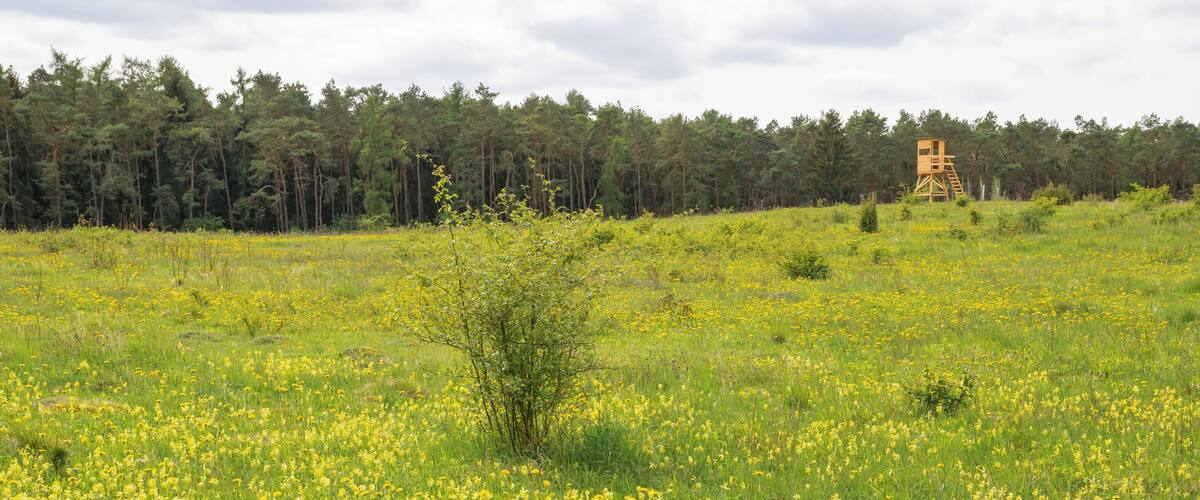 A field of yellow flowers with a forest in the background and a wooden structure.