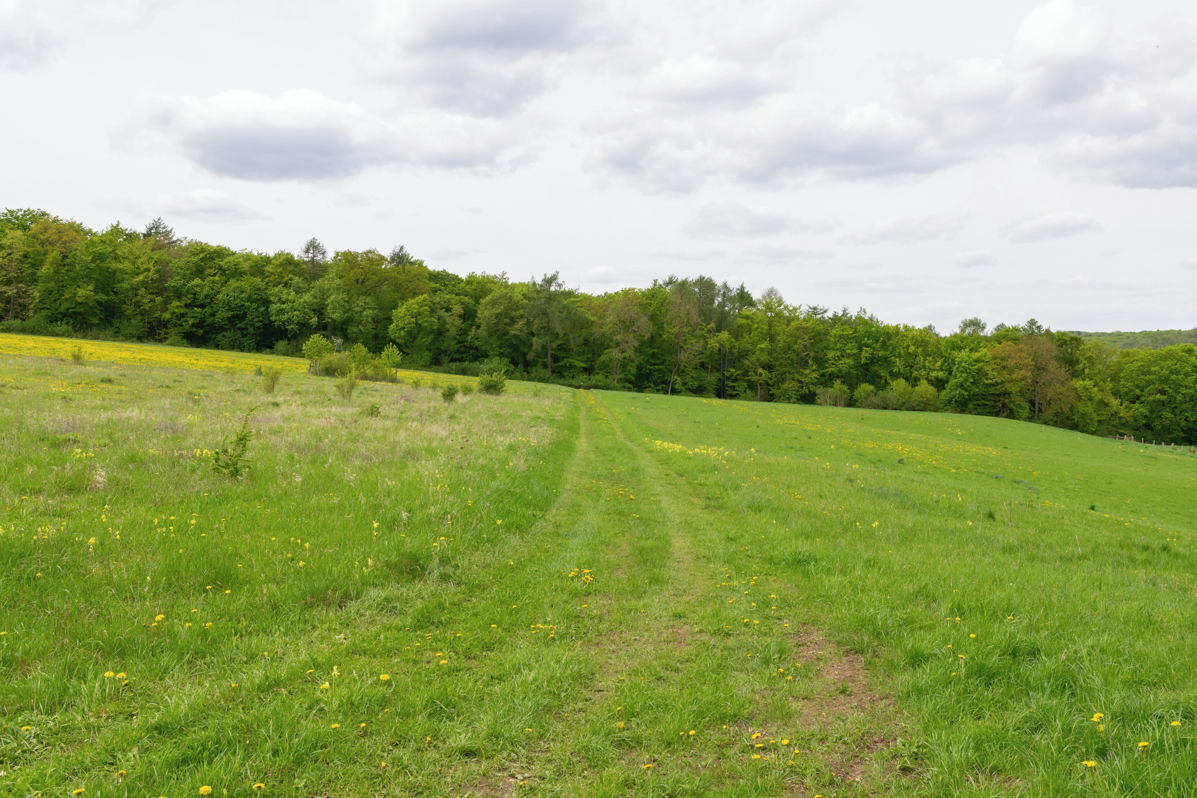 Naturschutzgebiet Iberg bei Welda in Warburg-Welda, Kreis Höxter