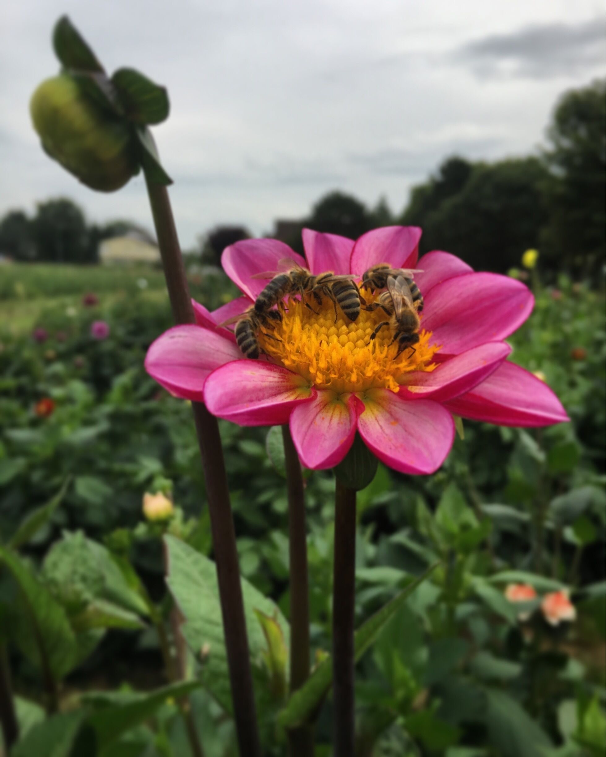 Beautiful flowers 
#mülheim #ruhrpott #ruhrgebiet #nature #bees #dahlia 