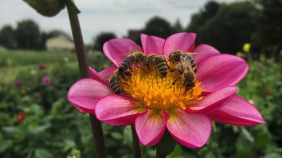 Beautiful flowers
#mülheim #ruhrpott #ruhrgebiet #nature #bees #dahlia