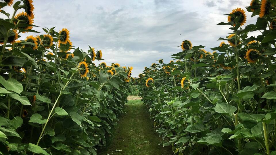 Sunflowers
#mülheim #ruhrpott #ruhrgebiet #sunflowers #nature