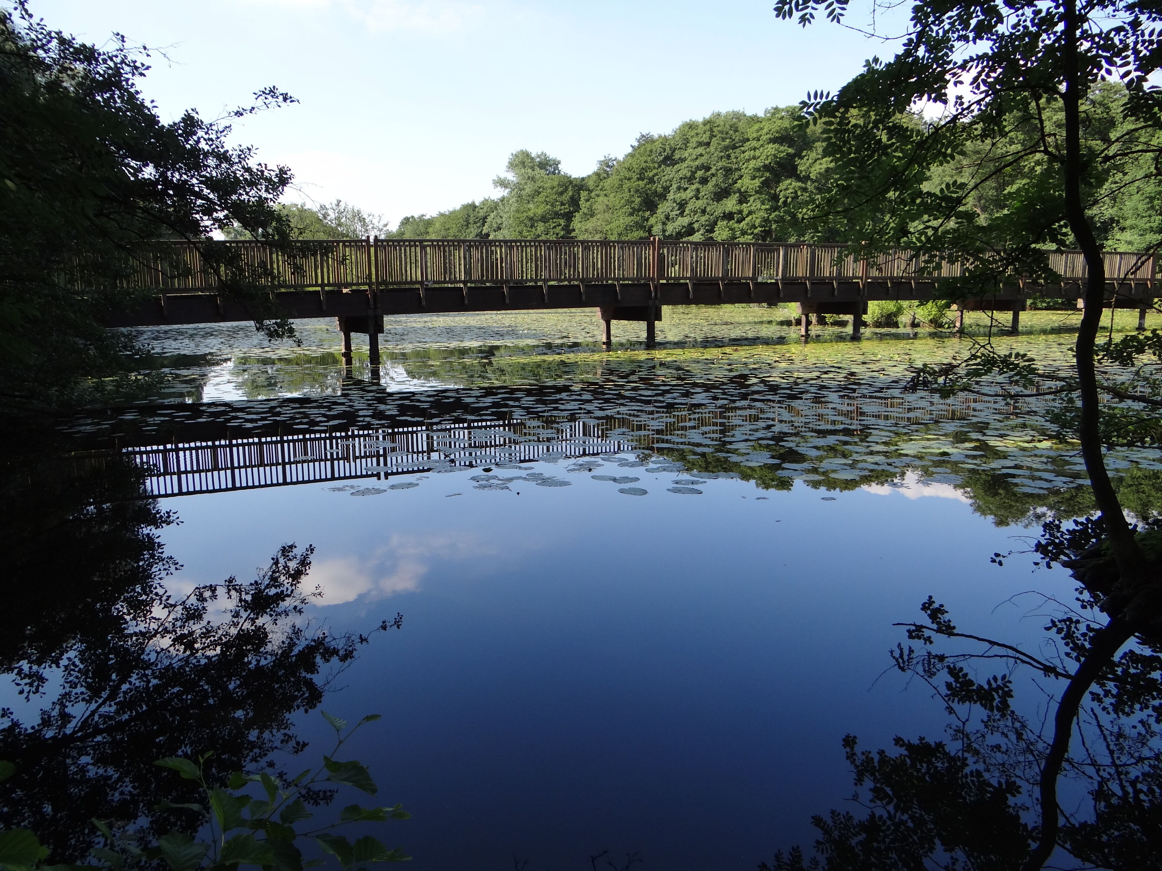 "Niepkuhlen" and footbridge in the "Niepkuhlen" nature reserve in Krefeld, Germany