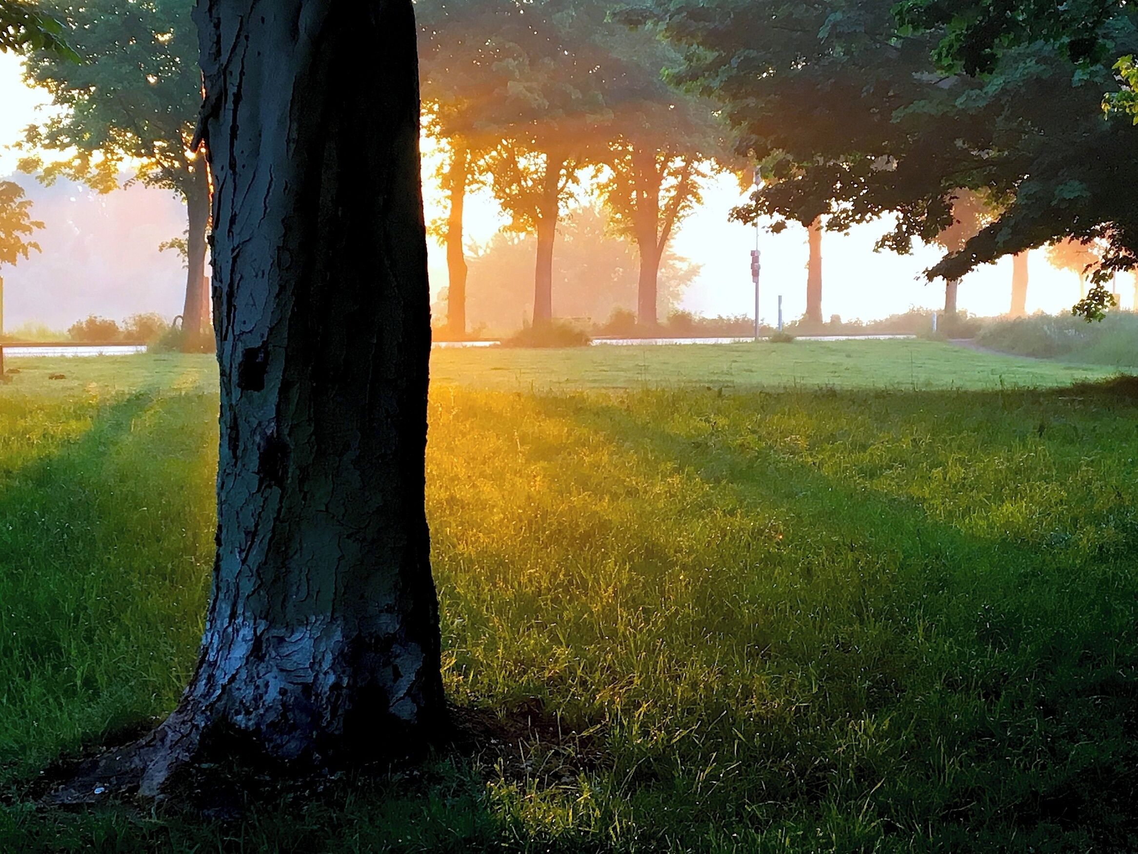 Вечерняя природа Бенрата (Дюссельдорф). 18 мая 2017.