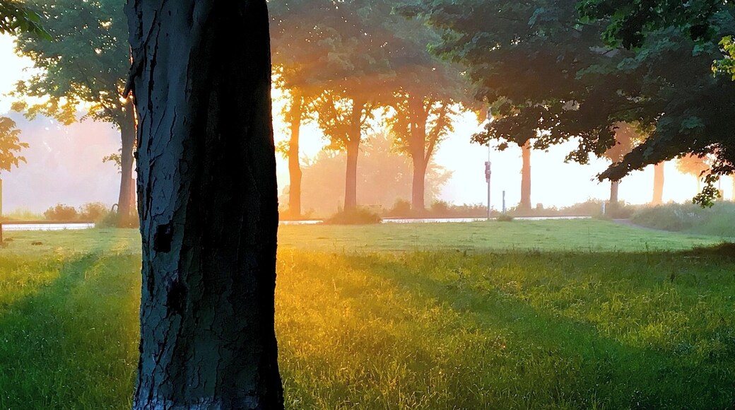 Вечерняя природа Бенрата (Дюссельдорф). 18 мая 2017.