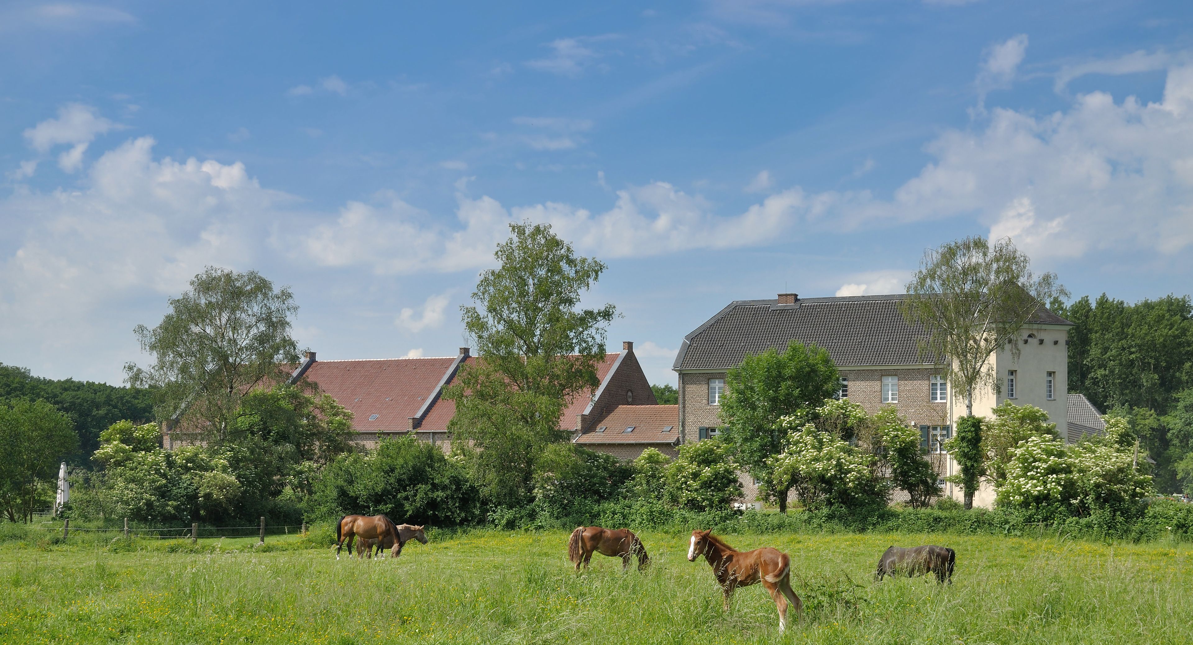 Un champ verdoyant où paissent des chevaux, entouré d’arbres et de maisons.
