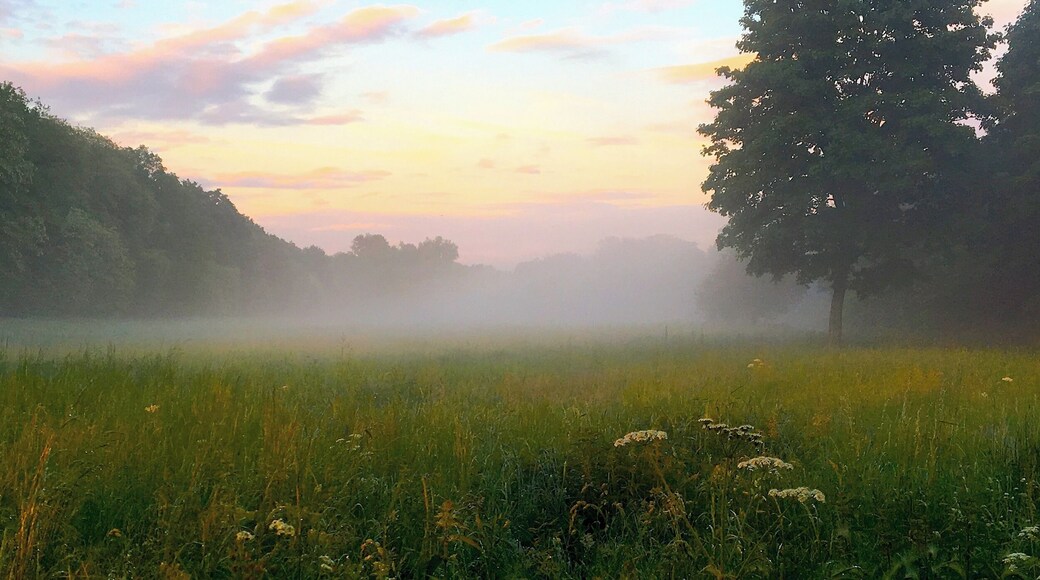 Вечерняя природа Бенрата (Дюссельдорф). 18 мая 2017.