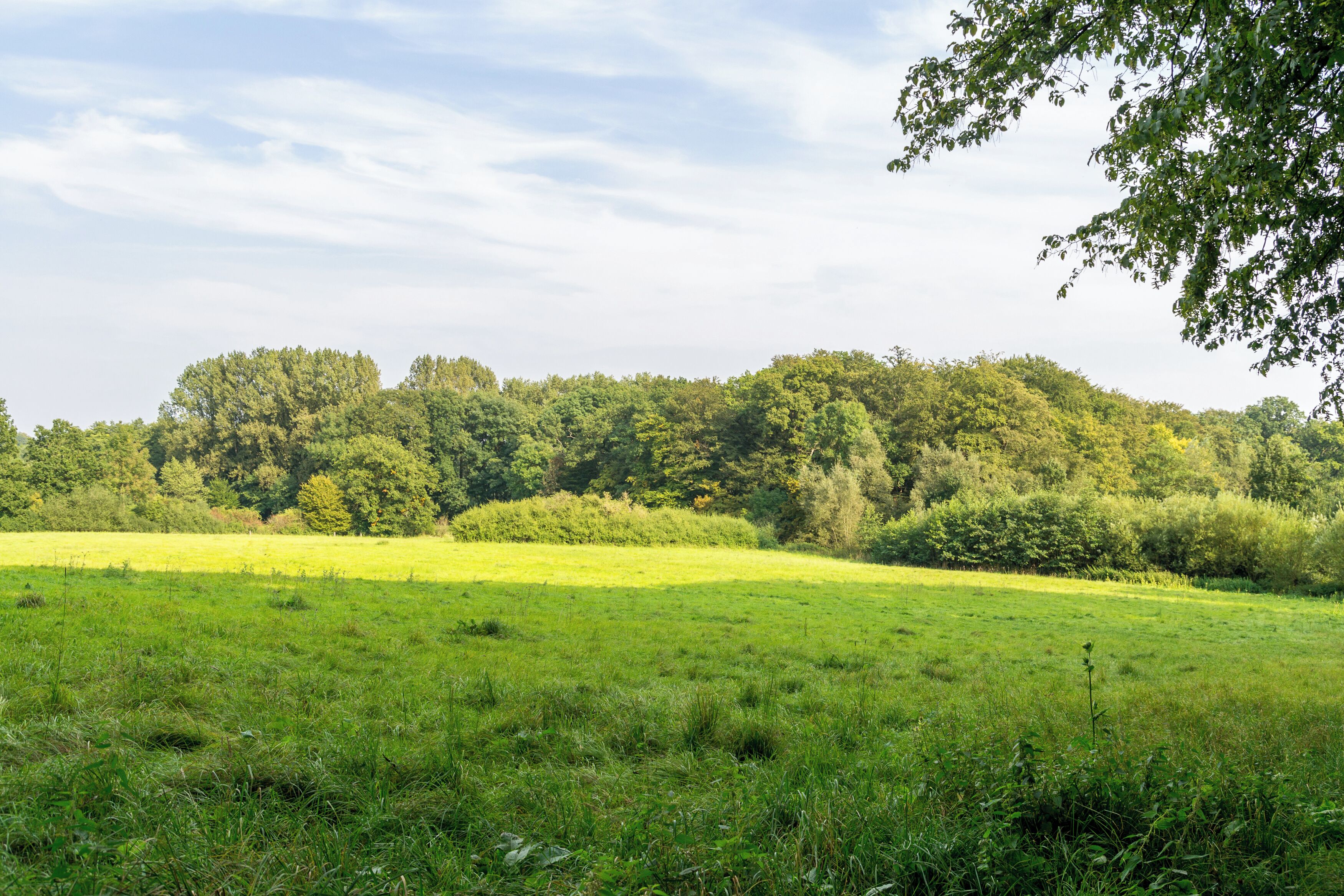 A green field with a hill of trees in the background.
