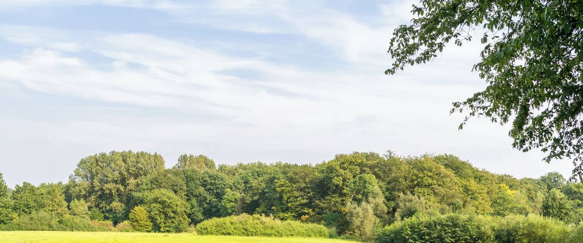 A green field with a hill of trees in the background.