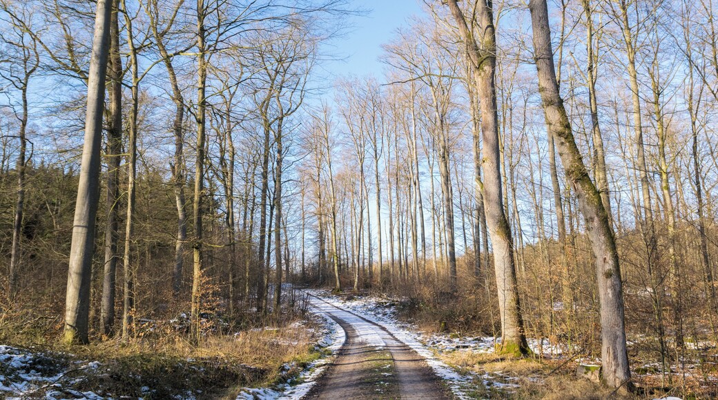 Naturschutzgebiet Beller Holz