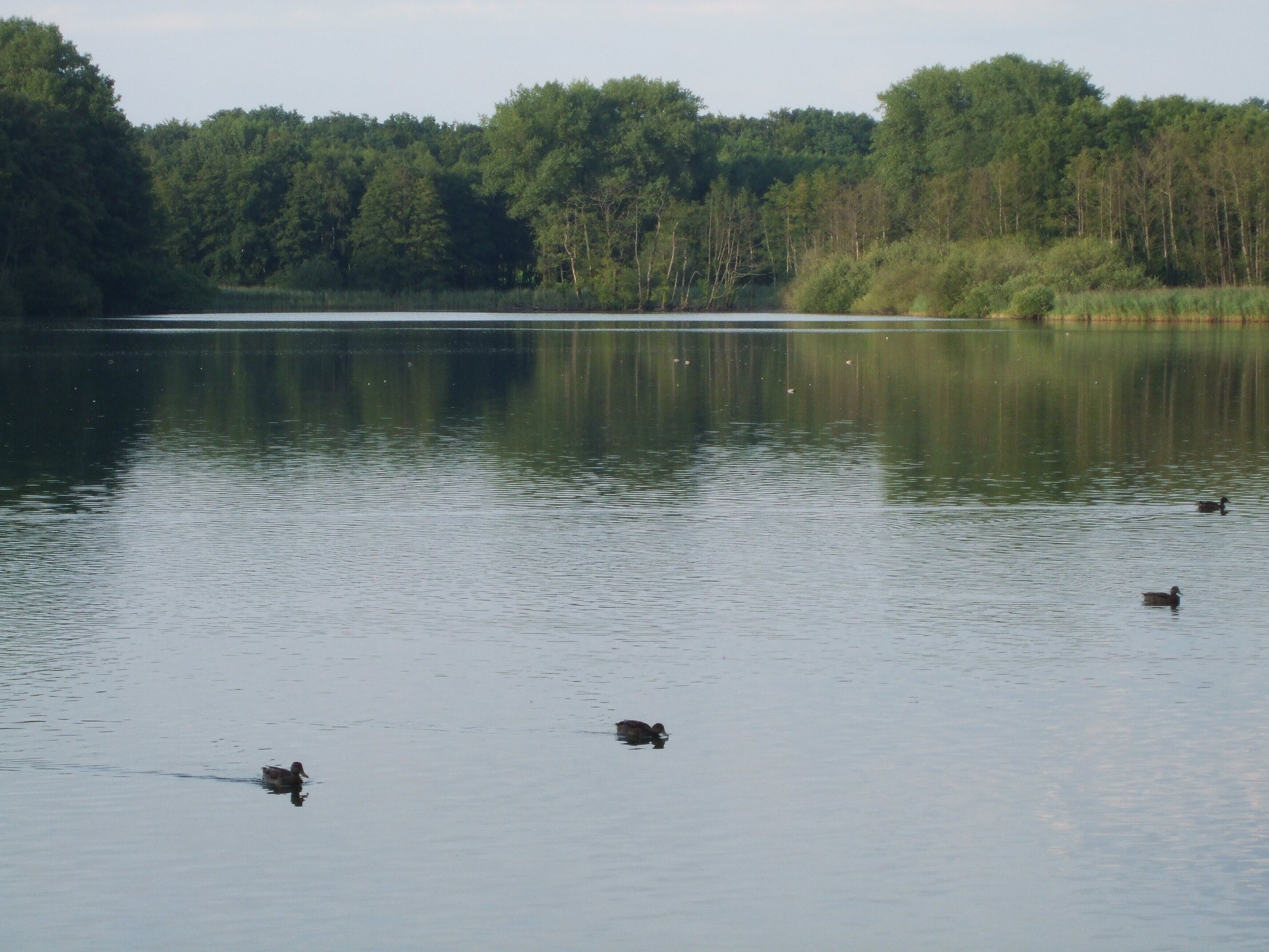 Der Norderteich bei Billerbeck, Horn- Bad Meinberg.