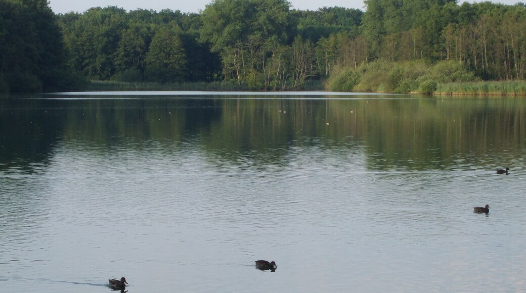 Der Norderteich bei Billerbeck, Horn- Bad Meinberg.