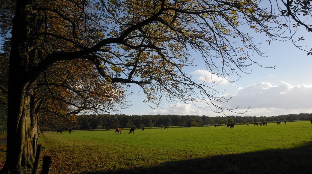 Weide beim Annaberger Hof, 10.2010