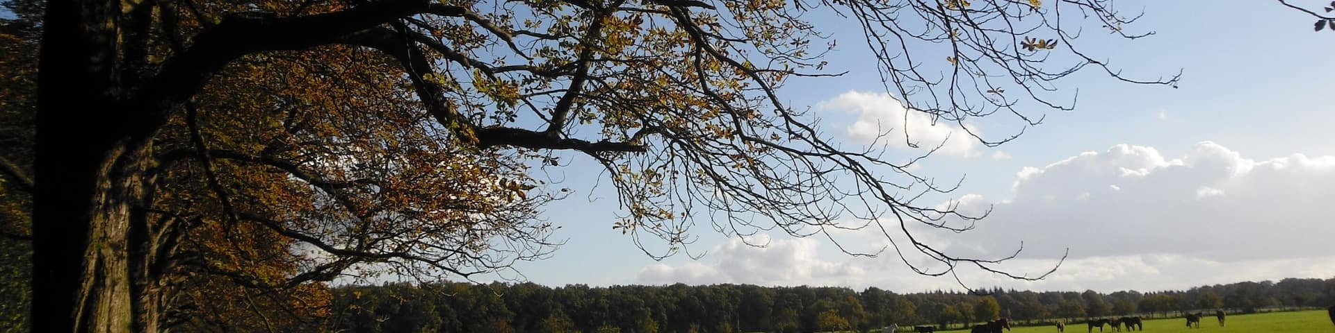 Weide beim Annaberger Hof, 10.2010