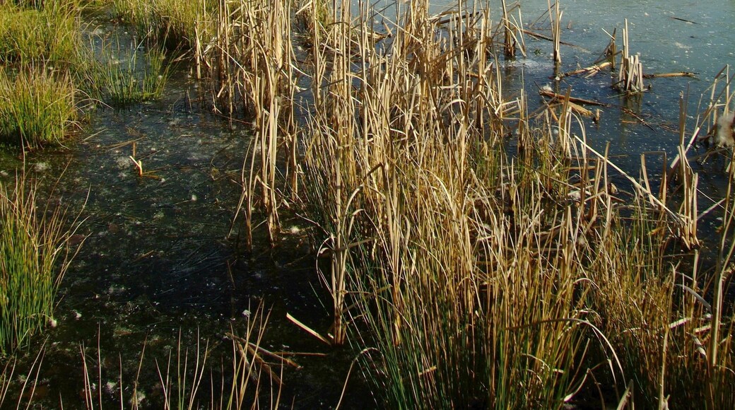 The nature reserve of Asbeke-Kinzbachtal in the town of Herford, District of Herford, North Rhine-Westphalia, Germany.