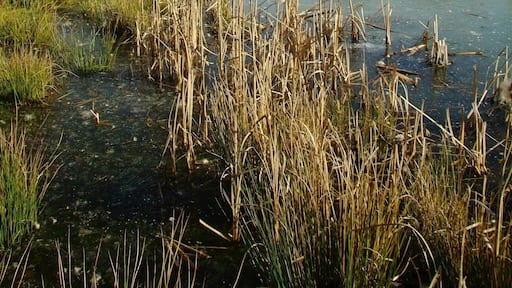 The nature reserve of Asbeke-Kinzbachtal in the town of Herford, District of Herford, North Rhine-Westphalia, Germany.