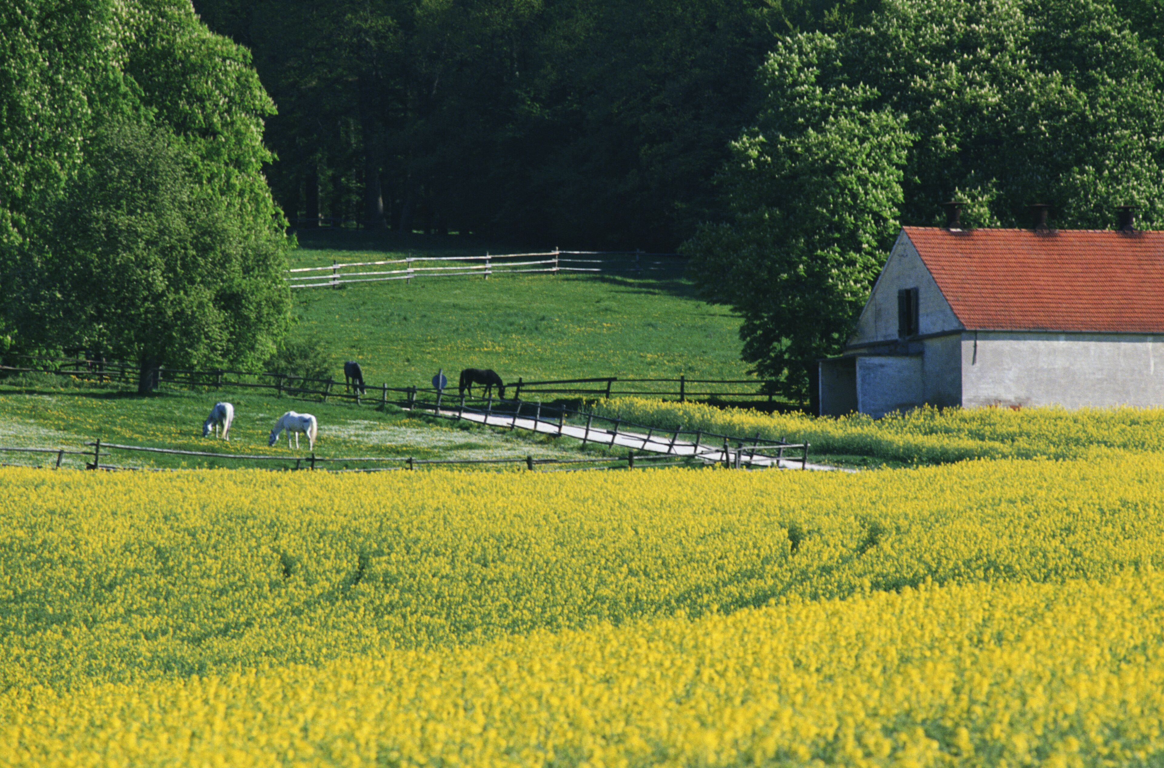 A rural landscape with a field of yellow flowers, a white barn with a red roof, and a fenced area with horses grazing.