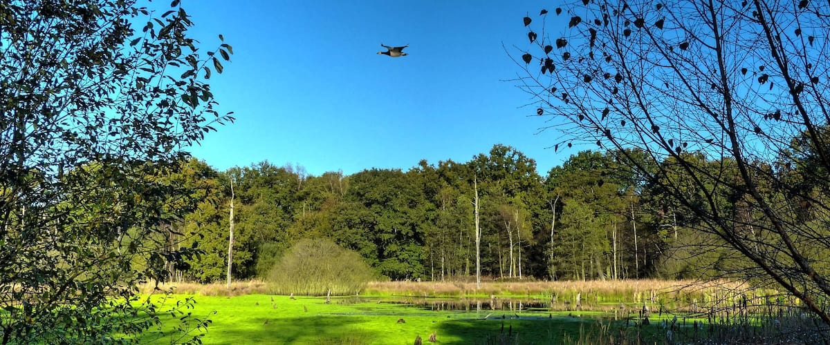 Resser See im Emscherbruch mit Graugans, nahe dem Holzbach in Gelsenkirchen-Resse