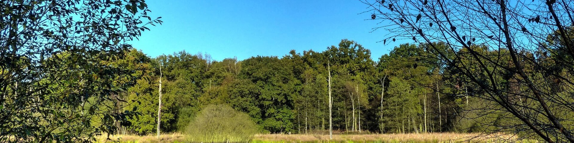 Resser See im Emscherbruch mit Graugans, nahe dem Holzbach in Gelsenkirchen-Resse