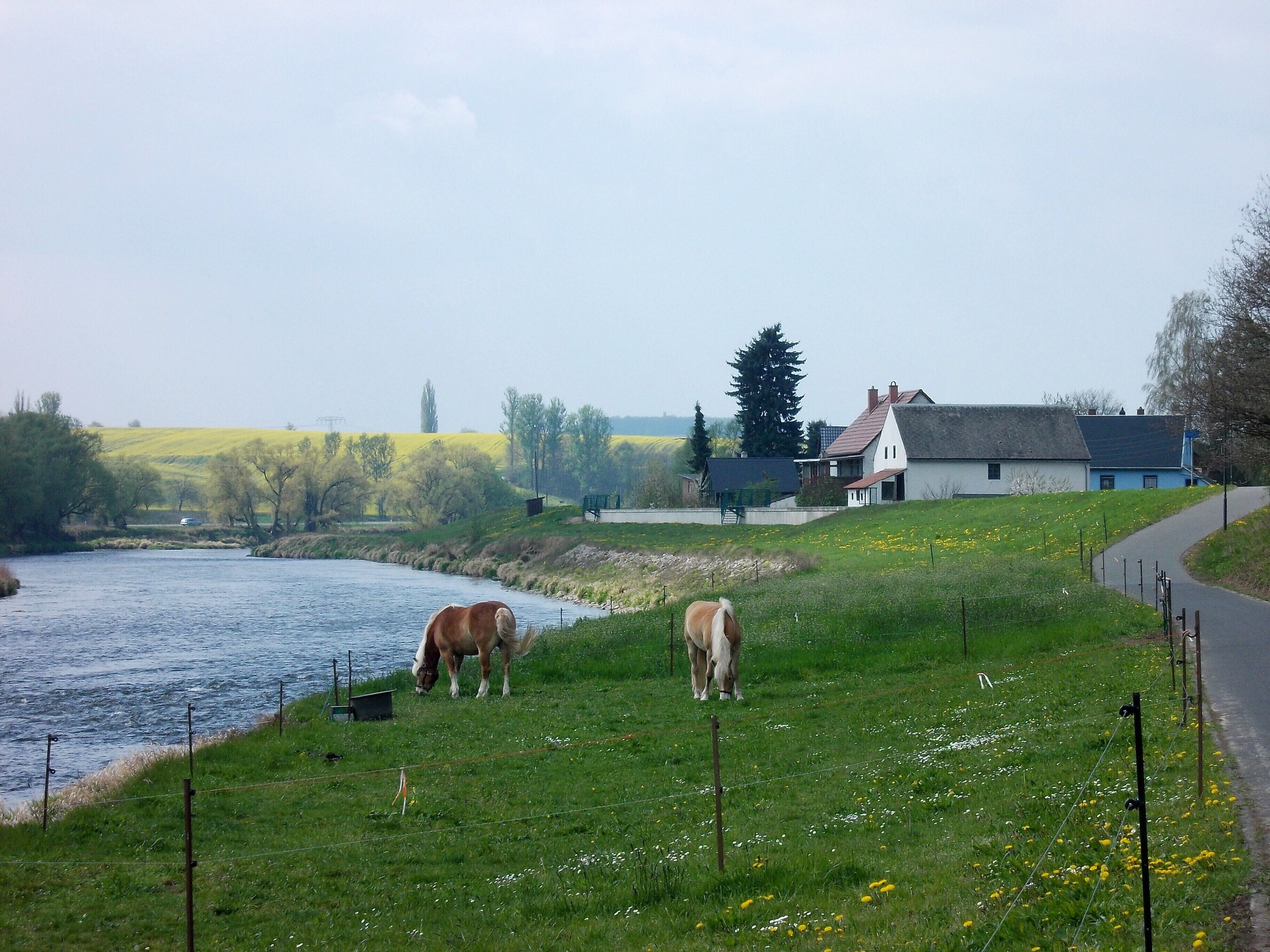 A river, two horses grazing, and houses in the background.