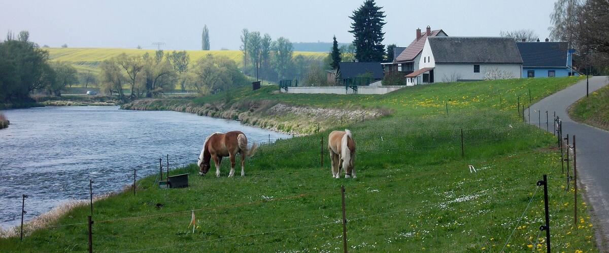 A river, two horses grazing, and houses in the background.