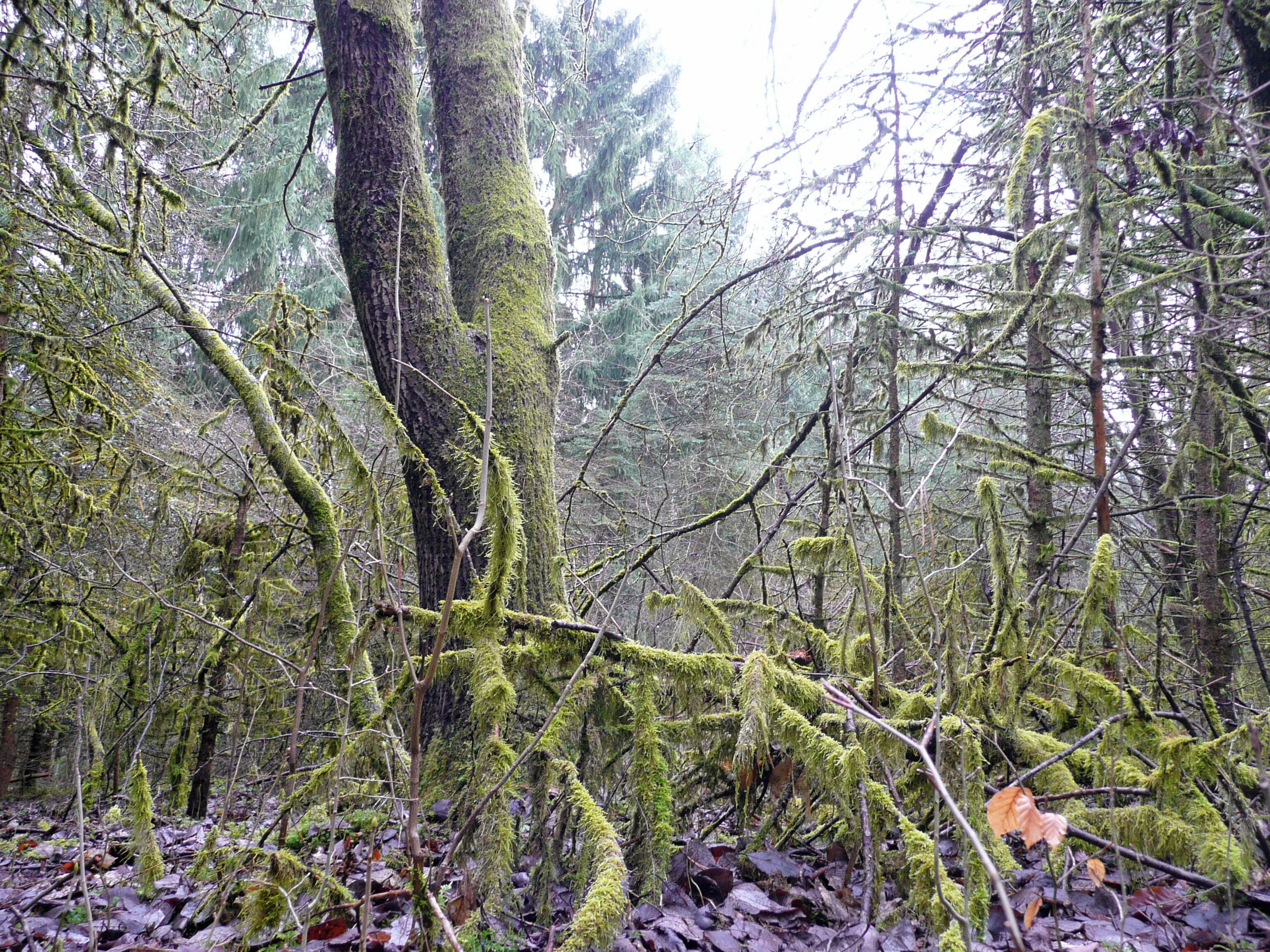 Wald in der Nähe von Weil der Stadt