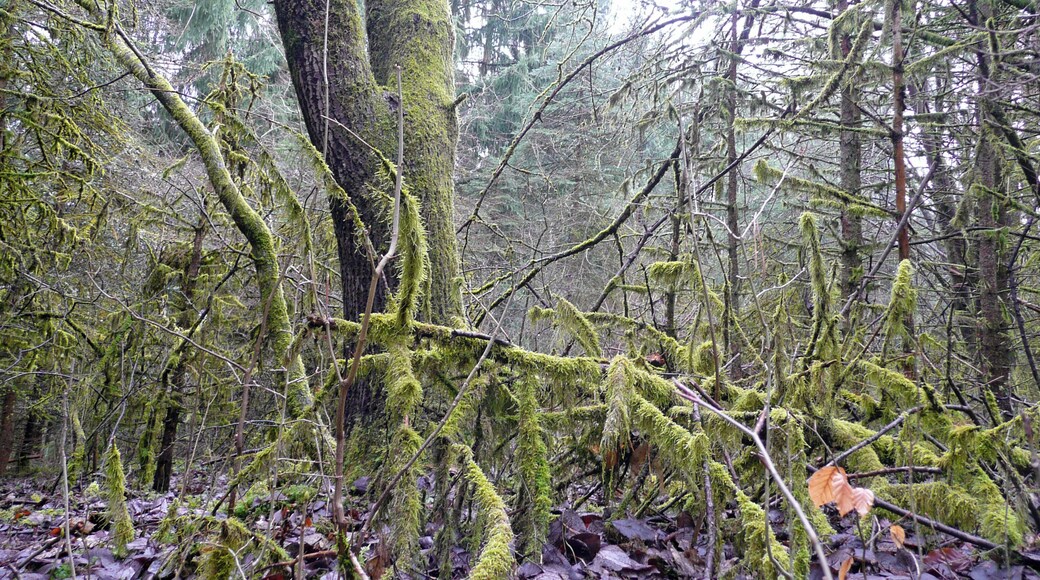 Wald in der Nähe von Weil der Stadt