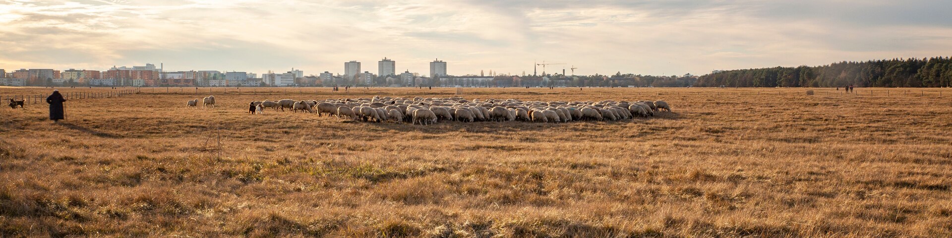 Un rebaño extenso de ovejas pastando en un campo, con un horizonte urbano de fondo.
