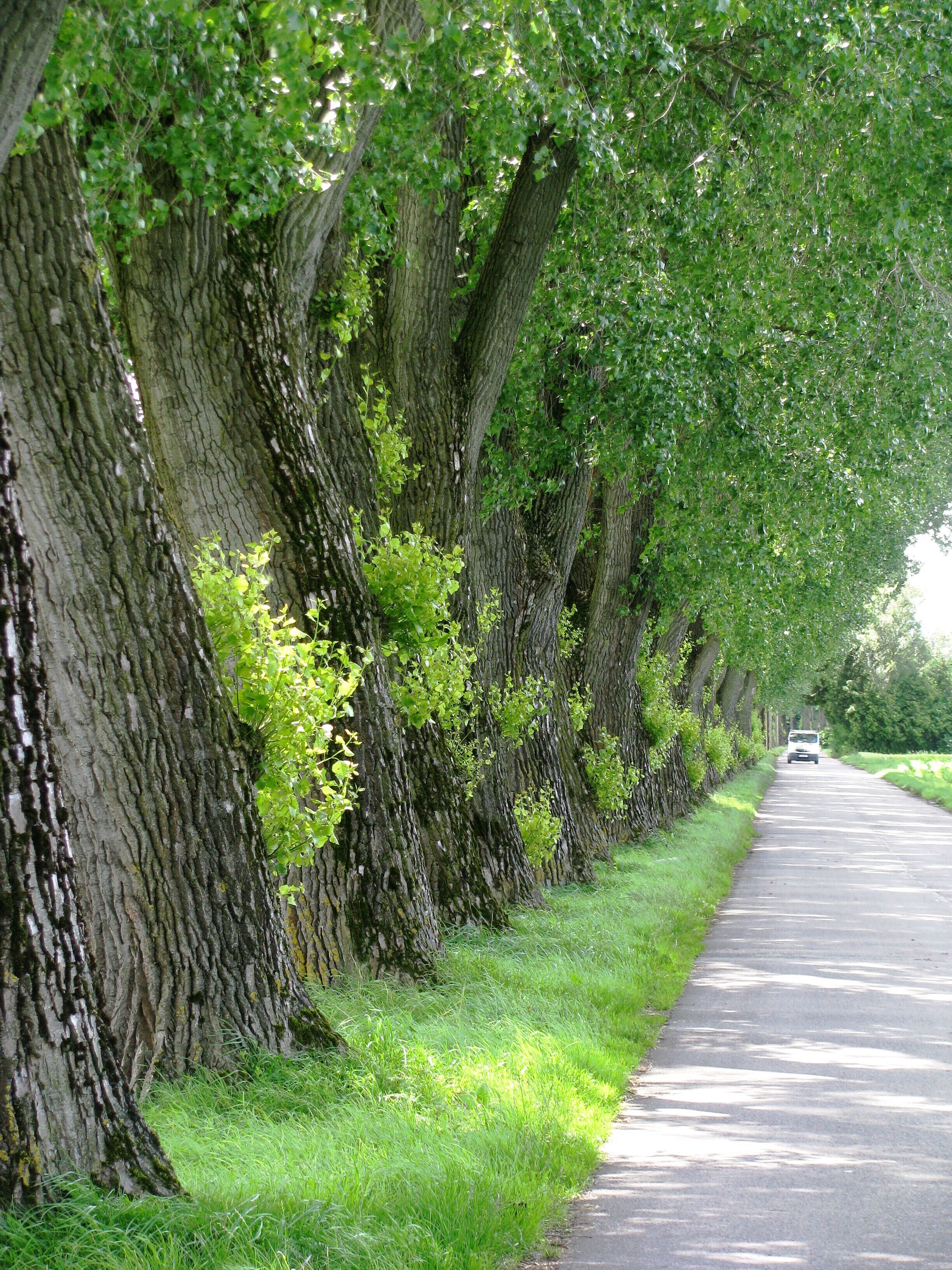 Pappelallee in München-Feldmoching