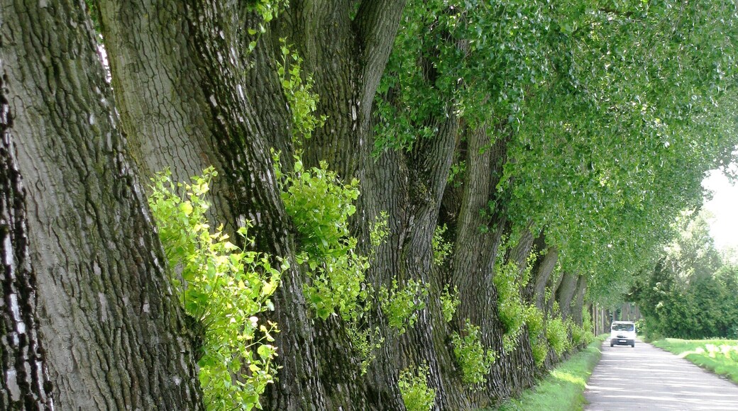 Pappelallee in München-Feldmoching