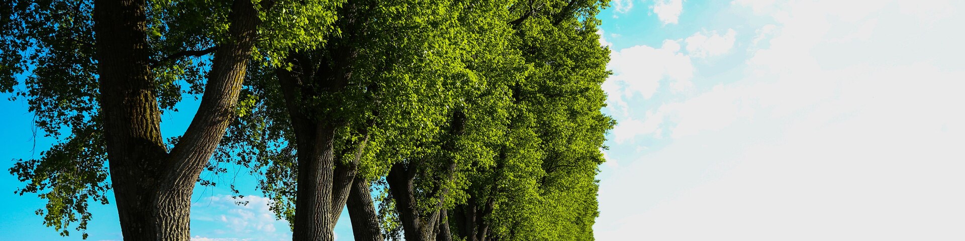 Un sendero bordeado de árboles con cielo despejado.