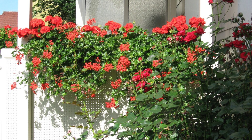 Wilstorf, Hamburg, Germany